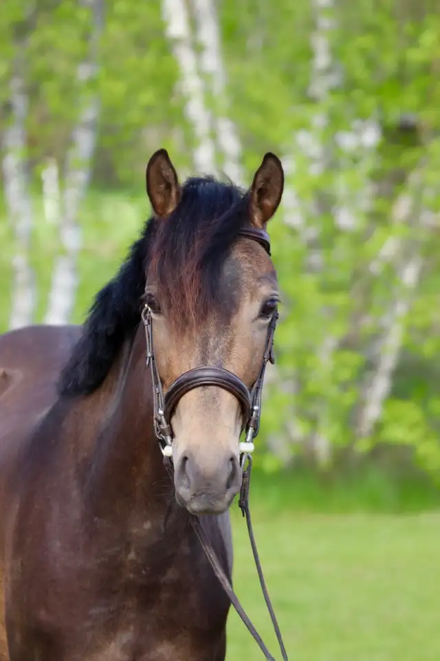 Buckskin welsh mare 3yo in Horses & Ponies for Rehoming in Granby - Image 6