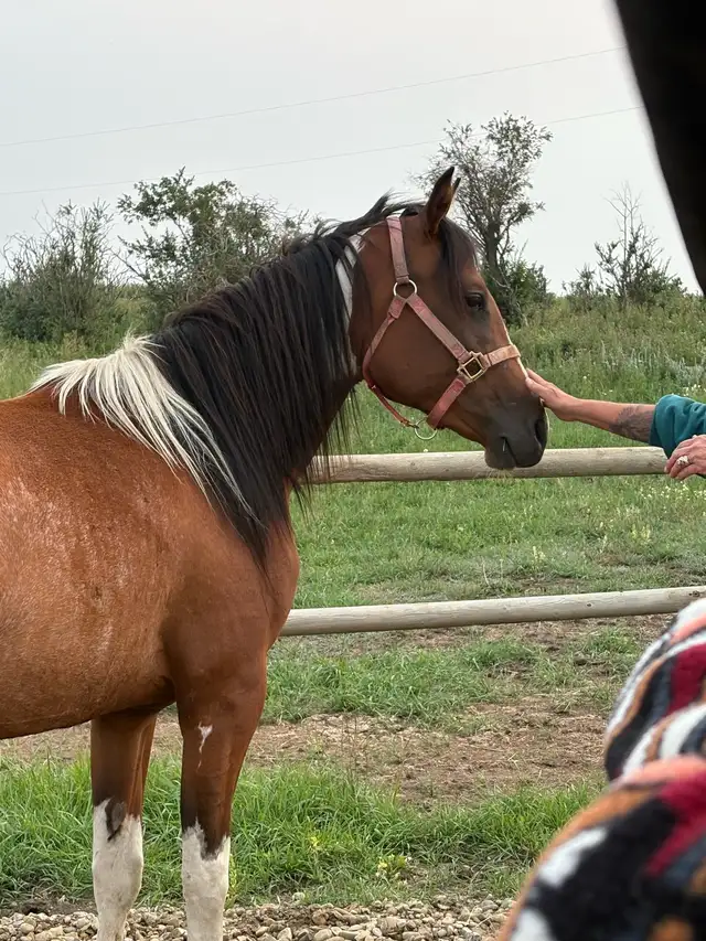 2 year old paint mare  in Horses & Ponies for Rehoming in Edmonton - Image 4