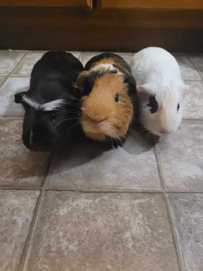 3 male guinea pigs for rehoming. These 3 guinea pigs are really sweet and love food. We are hoping t...