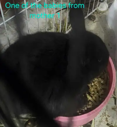 Baby rabbits for sale, View more