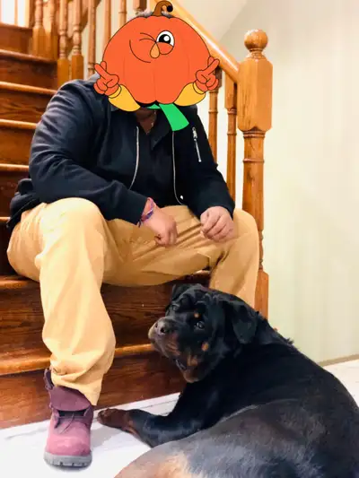 LOOKING TO RE-HOME MY DOG ALEX, View more