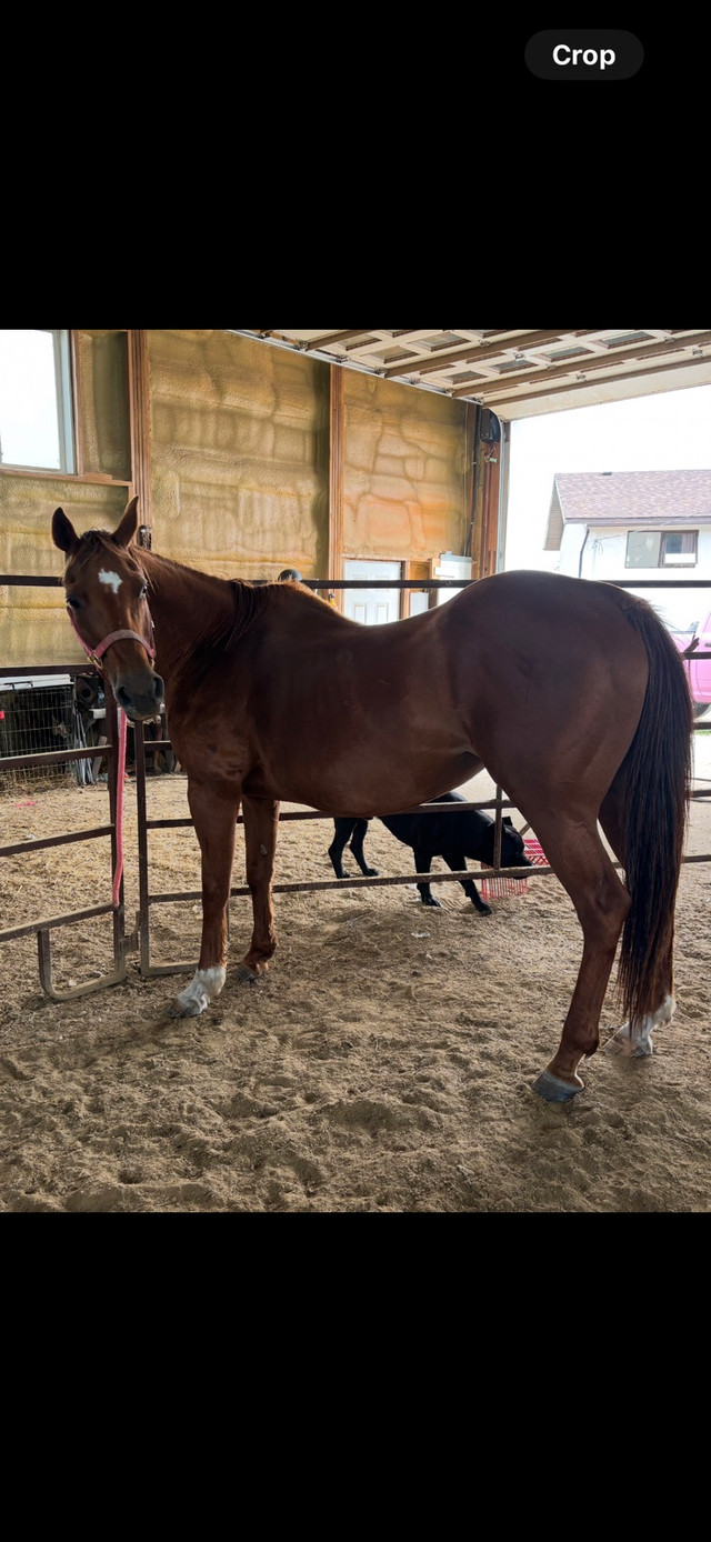 Broke Horse in Horses & Ponies for Rehoming in Calgary - Image 2
