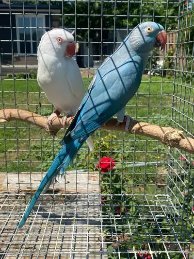 Blue Indian Ringneck Female, View more