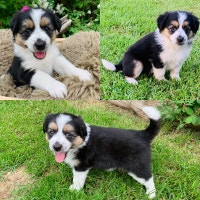 Australian Shepherd X Puppies 