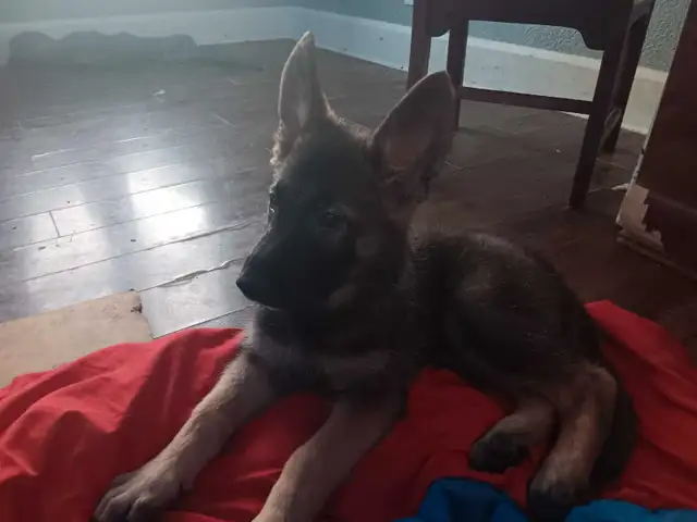 13 week old pure bred King  shepherds for sale in Dogs & Puppies for Rehoming in St. Catharines - Image 4