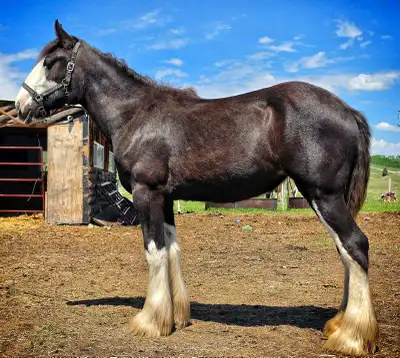 2 yr old registered Shire filly for sale. Currently 16.2hh and growing. She will mature to a height...