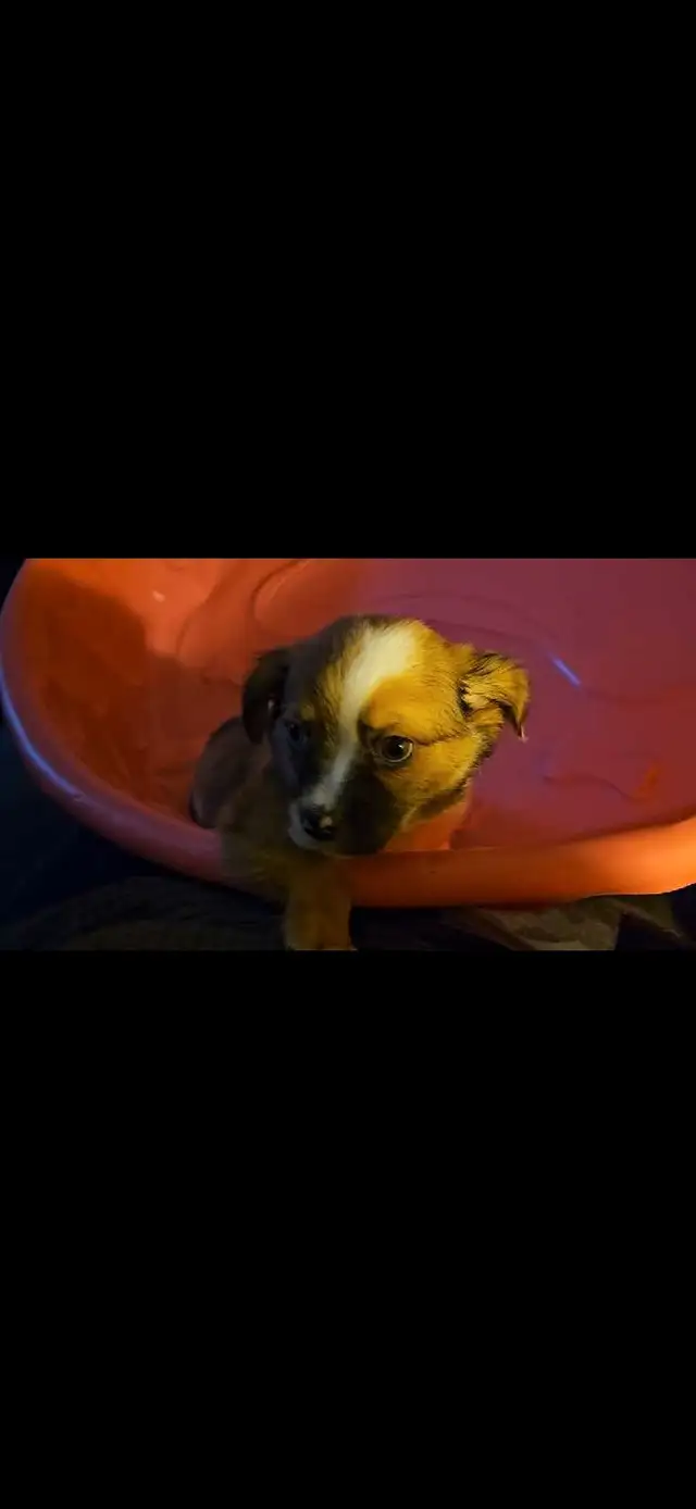 Chihuahua x pug in Dogs & Puppies for Rehoming in Edmonton - Image 2