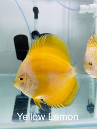 Beautiful discus fish at Fins8