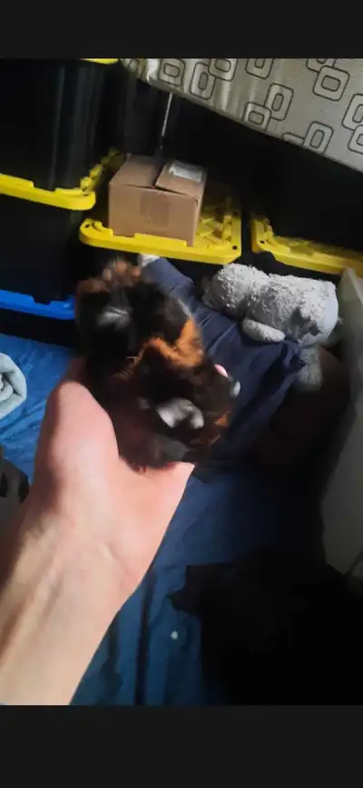 baby guinea pigs, View more