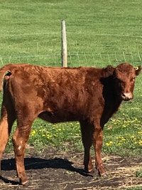 2 Heifer Grass Calves