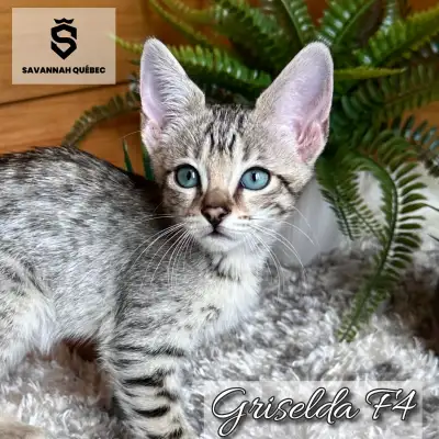 Savannah F4-SBT enregistrée TICA - Griselda, View more