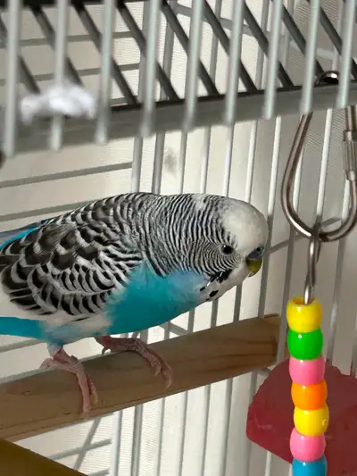 Budgie Bird for sale, View more