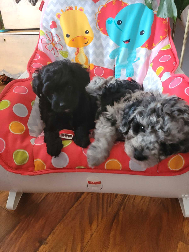 Toy Aussiedoodles  in Dogs & Puppies for Rehoming in Belleville