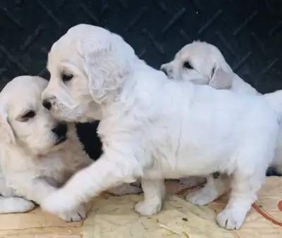 Goldendoodle F1, View more