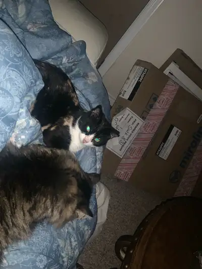 one year old tuxedo cat looking for a home, View more