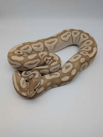 Adult Ball Pythons - Ready to breed!, View more