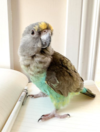 Meyers Parrot - Very Tame Companion Bird - SALE PENDING