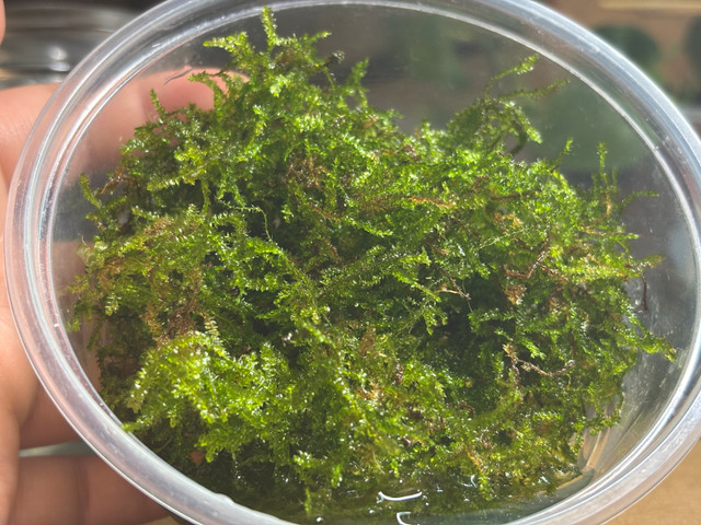 Weeping Moss - Aquarium Plant 8 oz in Fish for Rehoming in Kitchener / Waterloo - Image 2
