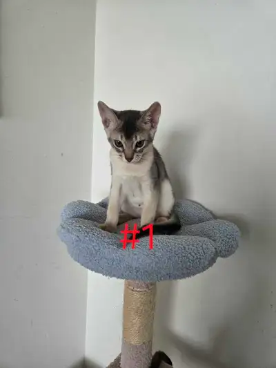 Abyssinian kittens , View more