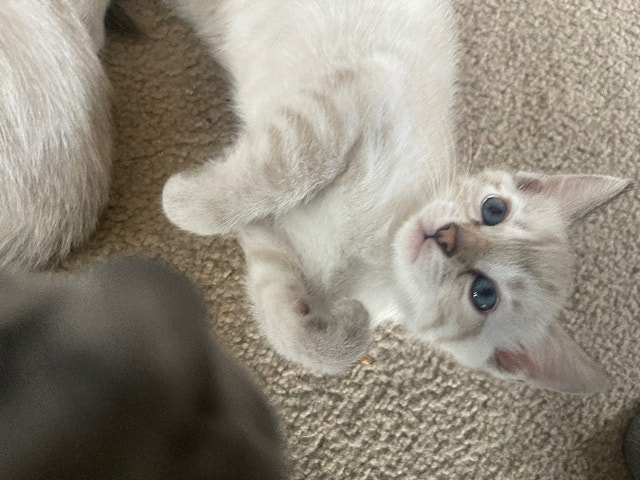 $800 Snow Lynx Bengal Kittens $800 | Cats & Kittens for Rehoming | City