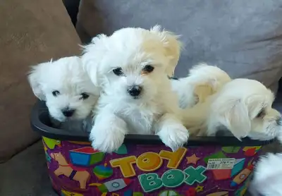 HIGH QUALITY MALTESE PUPPIES, View more