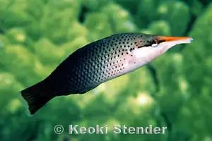 bird wrasse, View more