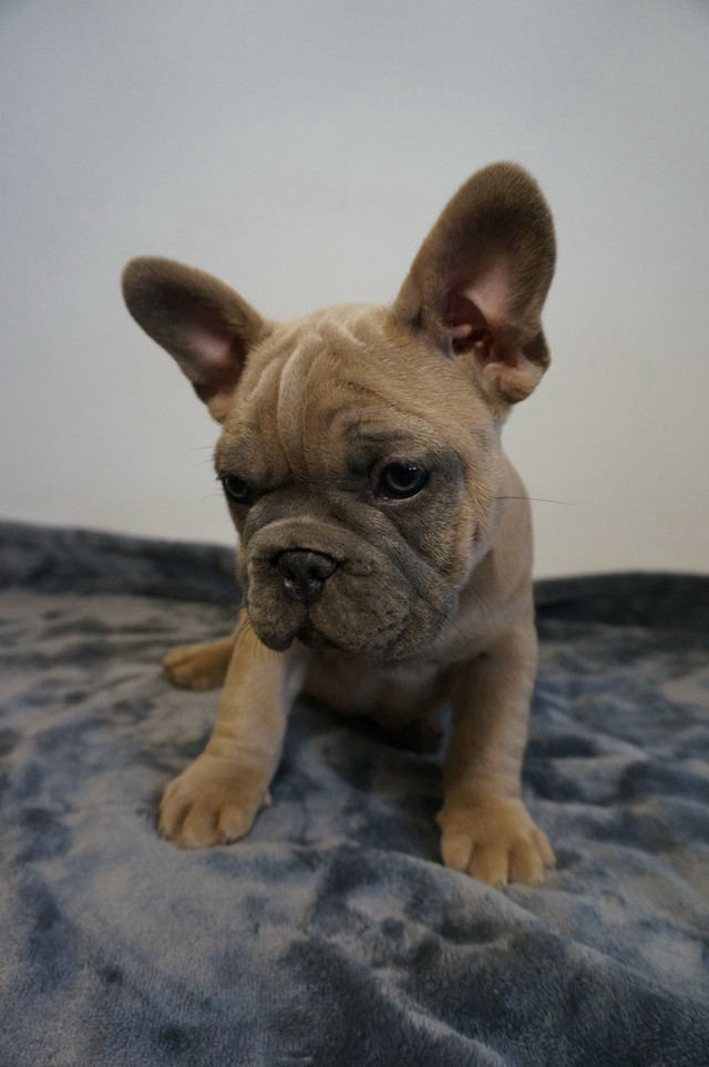 French bulldog Puppies in Dogs & Puppies for Rehoming in Kawartha Lakes