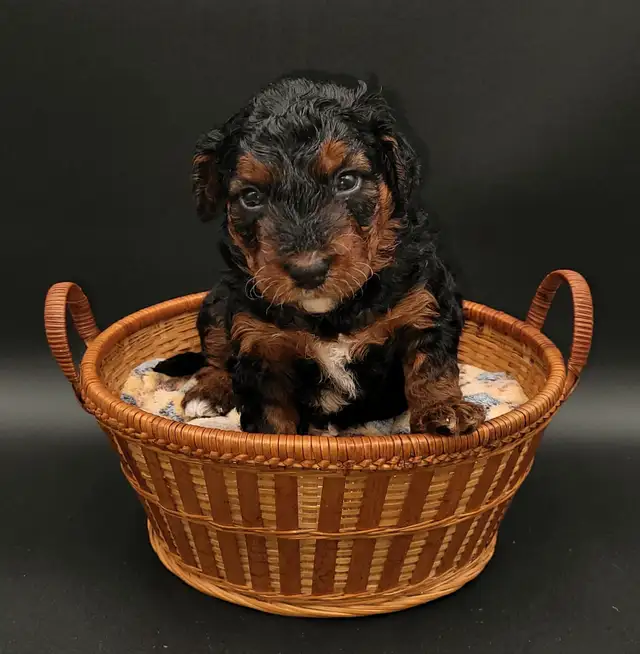 Mini bernedooodles in Dogs & Puppies for Rehoming in Vancouver - Image 2