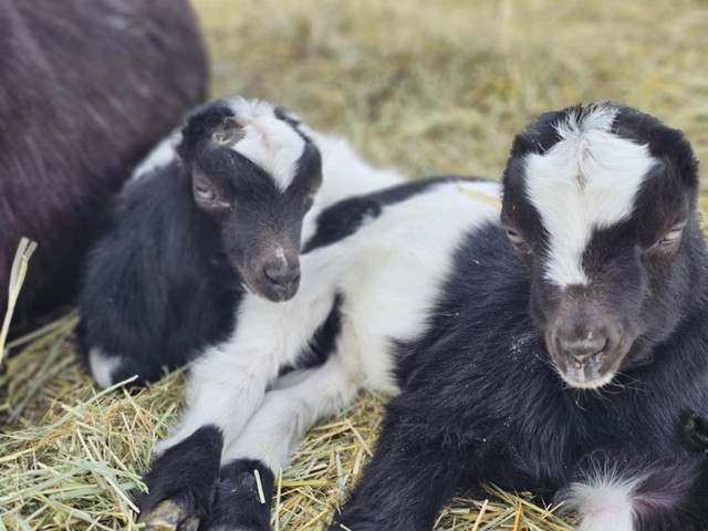 Lamancha bucklings  in Livestock in Vanderhoof - Image 2