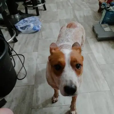 Red Heeler for sale, View more