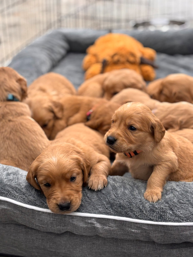 Golden Retrievers in Dogs & Puppies for Rehoming in St. Albert - Image 3