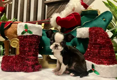 Very Sweet and Adorable Pug Puppies, View more