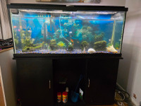 55 gallon fish tank and stand