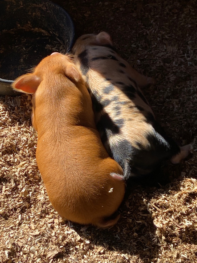 Kunekune piglets in Livestock in Abbotsford