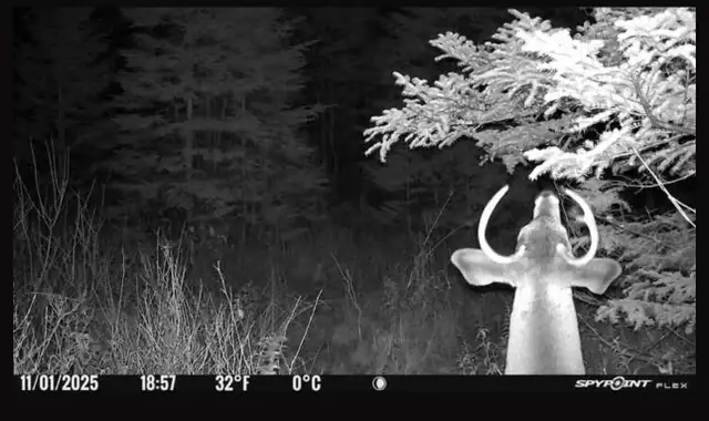 Chasse chevreuil 2025 in Other in Rimouski / Bas-St-Laurent - Image 4