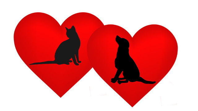 ❤️❤️❤️ Loving cat boarding, cat sitter/ pet sitter ❤️❤️❤️ in Animal & Pet Services in Norfolk County