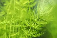 Aquarium plants - Hornwort.