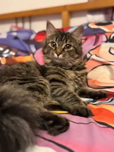 chaton à vendre, View more