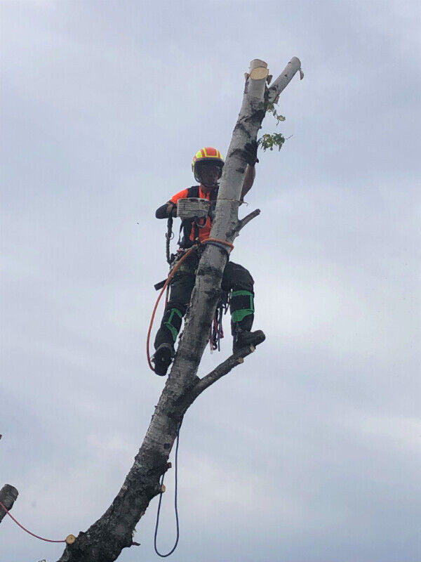 Nice Guy for 'Higher', arborist services in Lawn, Tree Maintenance & Eavestrough in Thunder Bay - Image 2