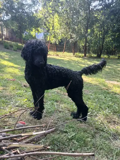 Standard Poodle Puppy, View more