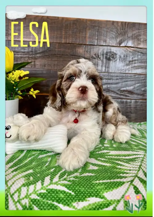 Nous avons de splendides chiots cockapoo F1 disponible pour la réservation. Nos chiots seront prêts...