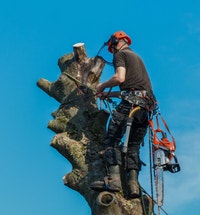 Spring Tree Removal Markham / York Region Toronto (GTA) Preview