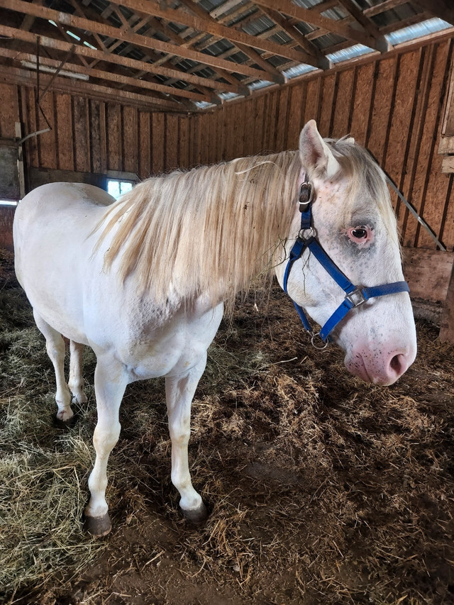 Appaloosa Gelding Horses & Ponies for Rehoming Norfolk County Kijiji