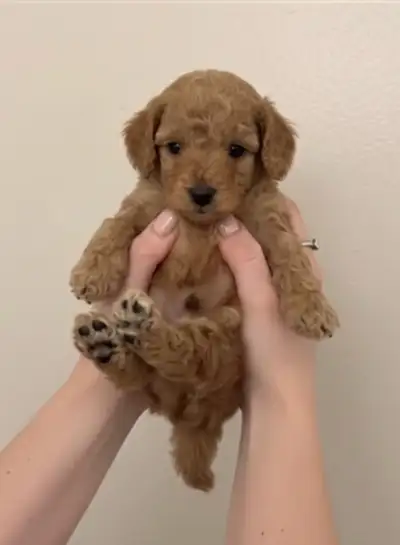 Mini Cockapoo Puppy – 8 Weeks Old | Ready Now, View more