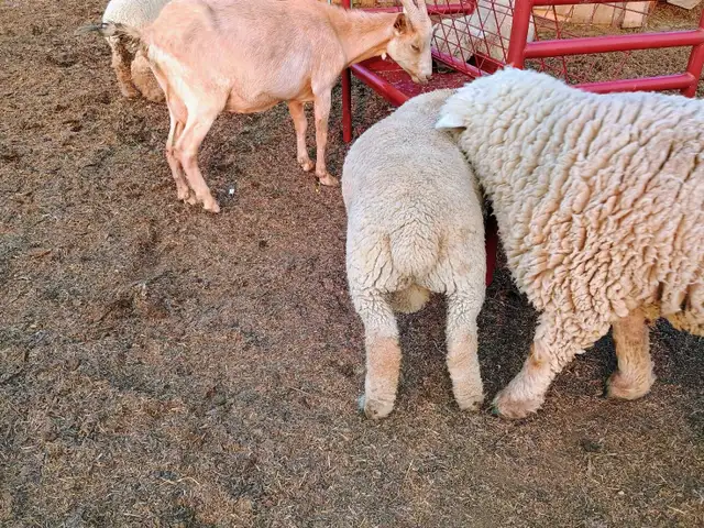Babydoll Southdown Ram Lambs in Livestock in Owen Sound - Image 3