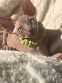 Magnifiques chatons sphynx