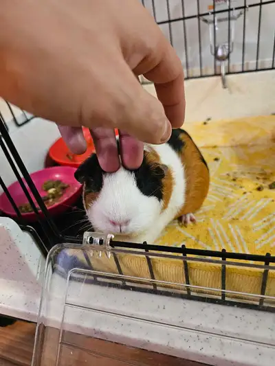 guinea pig, View more