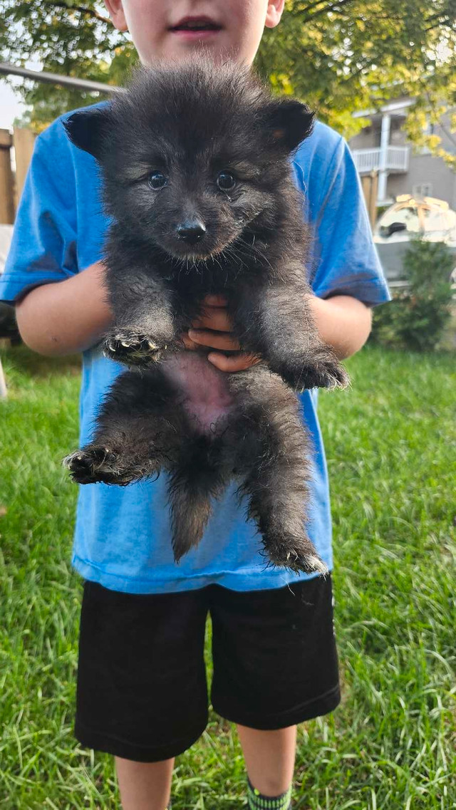 keeshond dans Chiens et chiots à adopter  à Trois-Rivières - Image 4