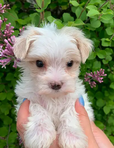These little cuties are so playful and love to snuggle. It's all the fluff and fun you could ever im...