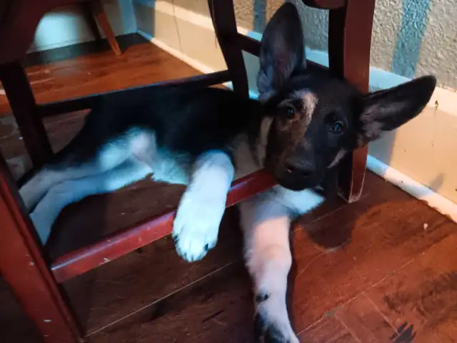 13 week old pure bred King  shepherds for sale in Dogs & Puppies for Rehoming in St. Catharines - Image 6